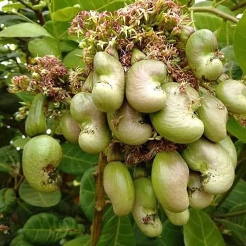 Cashew Nuts